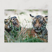 Tigerknochen Postkarte (Vorderseite)