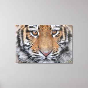 Tigerkopfgesicht Leinwanddruck