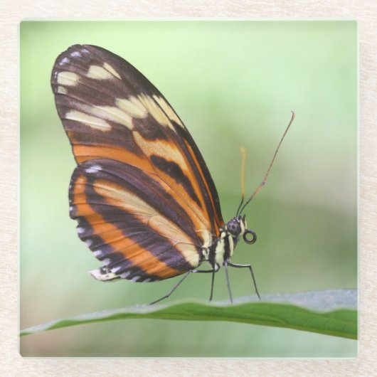 Tigerlangung Glasuntersetzer (Vorderseite)