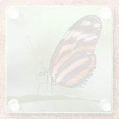 Tigerlangung Glasuntersetzer (Rückseite)