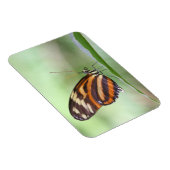 Tigerlangung Magnet (Rechte Seite)