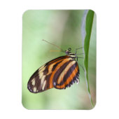 Tigerlangung Magnet (Vertikal)