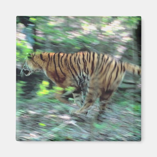 Tigerlauf Magnet (Vorne)