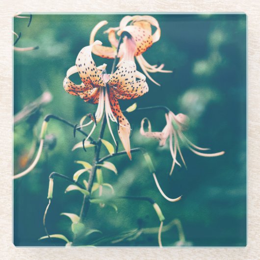 Tigerlilie Glasuntersetzer (Vorderseite)