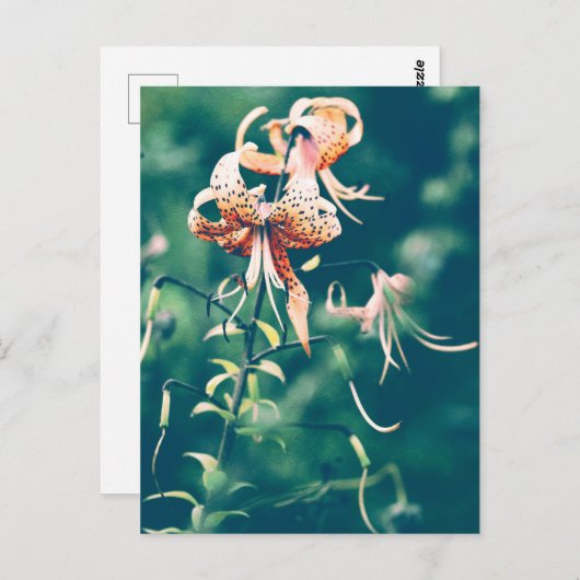 Tigerlilie Postkarte (Vorne/Hinten)