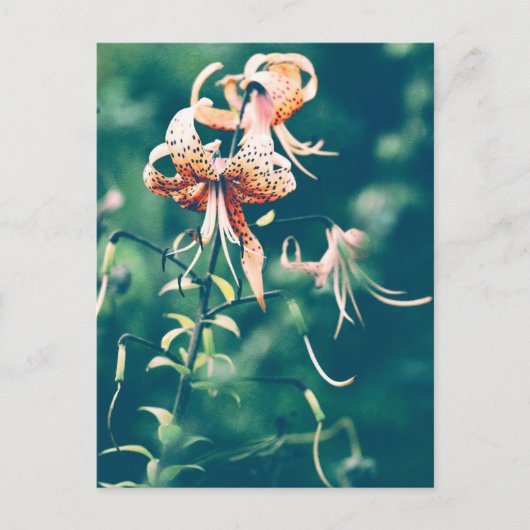 Tigerlilie Postkarte (Vorderseite)