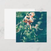 Tigerlilien blühen im Herbst (Vorne/Hinten)