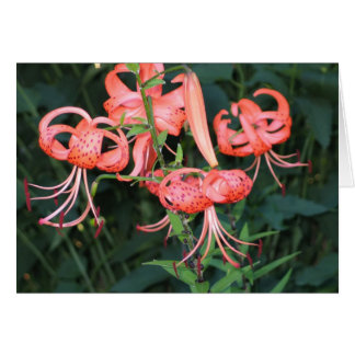 TigerLillies