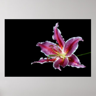 Tigerlilprint / Plakat / Leinwand - Lilie-Blume