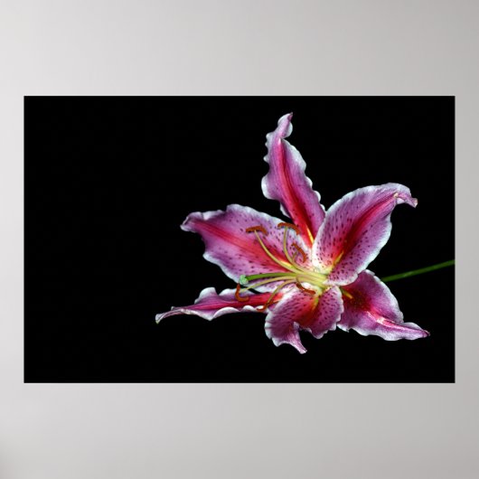 Tigerlilprint / Plakat / Leinwand - Lilie-Blume (Vorne)