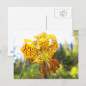 Tigerlily Postkarte (Vorne/Hinten)