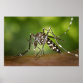 Tigermoskito Poster (Vorne)