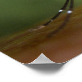 Tigermoskito Poster (Ecke)