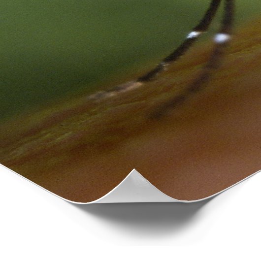 Tigermoskito Poster (Ecke)