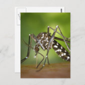 Tigermoskito Postkarte (Vorne/Hinten)