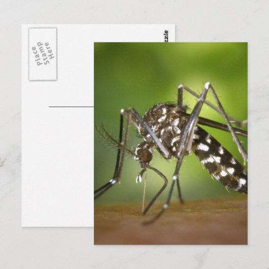 Tigermoskito Postkarte (Vorne/Hinten)