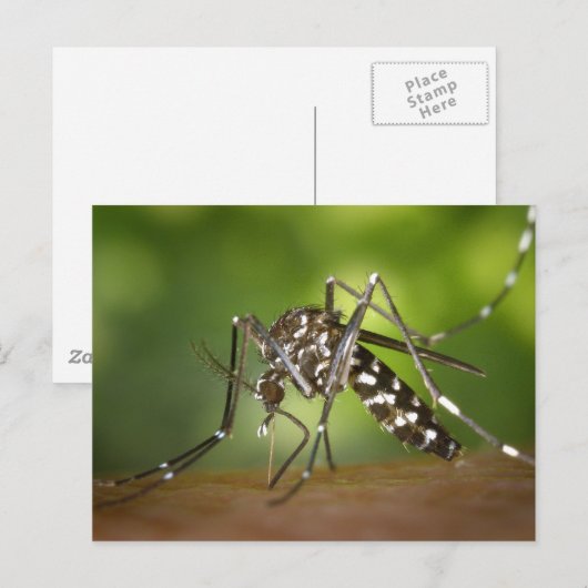 Tigermoskito Postkarte (Vorne/Hinten)