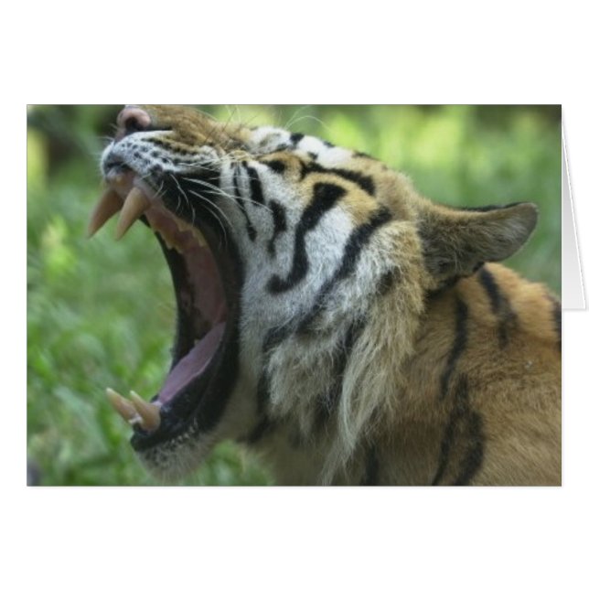 Tigermündung (Vorderseite (Horizontal))