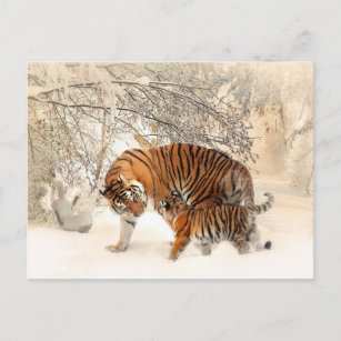Tigermutter und Babypostkarte Postkarte