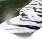 Tigerpaar Fotodruck (Ecke)