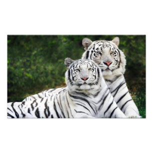 Tigerpaar Fotodruck