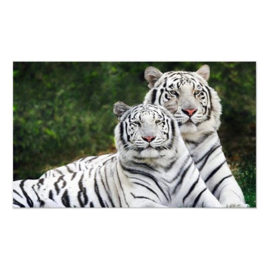Tigerpaar Fotodruck (Vorne)