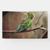 TigerParakeet Banner (Horizontal)