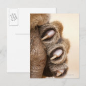 Tigerpfanne Postkarte (Vorne/Hinten)