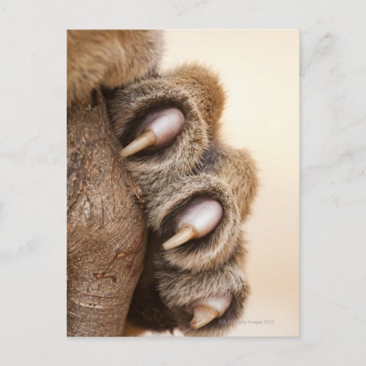 Tigerpfanne Postkarte (Vorderseite)