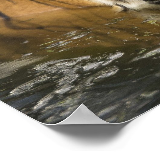 Tigerplakat Poster (Ecke)