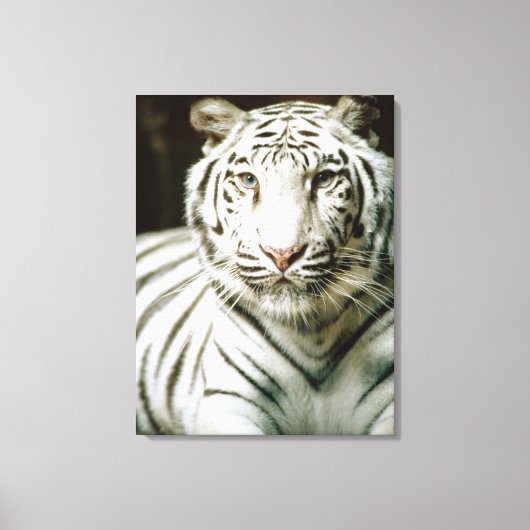 Tigerportrait Leinwanddruck (Vorderseite)