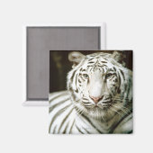 Tigerportrait Magnet (Vorderseite/Rückseite)