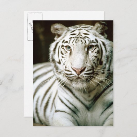 Tigerportrait Postkarte (Vorne/Hinten)