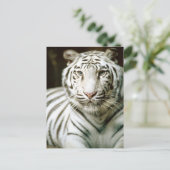 Tigerportrait Postkarte (Stehend Vorderseite)