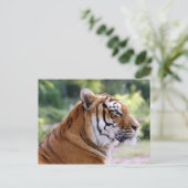Tigerportrait Postkarte (Stehend Vorderseite)
