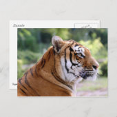 Tigerportrait Postkarte (Vorne/Hinten)