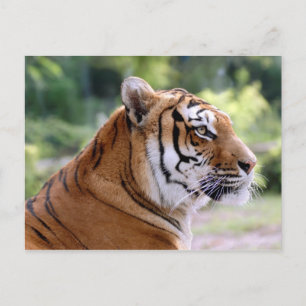 Tigerportrait Postkarte