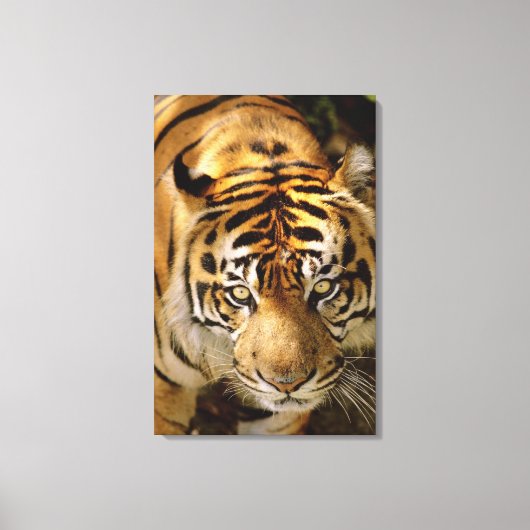 Tigerporträt Leinwanddruck (Vorderseite)