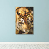 Tigerporträt Leinwanddruck (Insitu (Holzboden))
