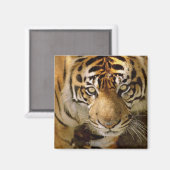 Tigerporträt Magnet (Vorderseite/Rückseite)