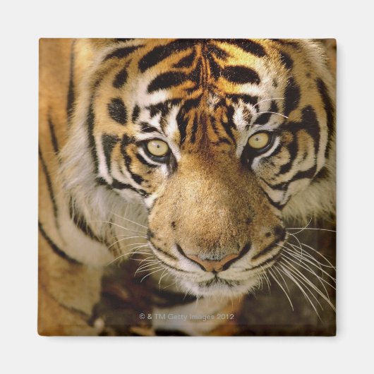 Tigerporträt Magnet (Vorne)