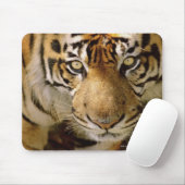 Tigerporträt Mousepad (Mit Mouse)