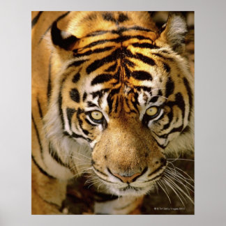 Tigerporträt Poster