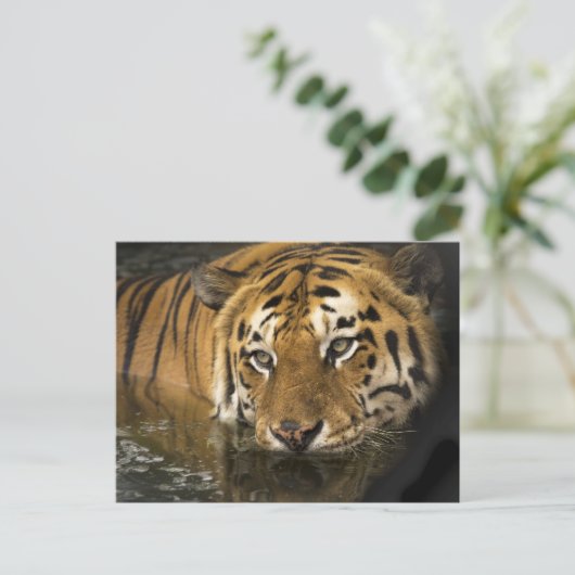 Tigerpostkarte Postkarte (Stehend Vorderseite)