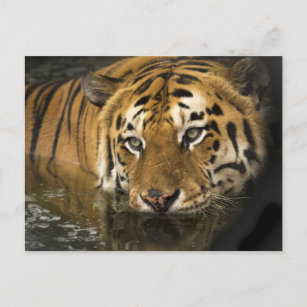 Tigerpostkarte Postkarte