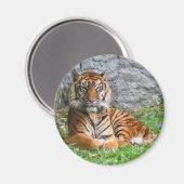Tigerprint Magnet (Vorderseite/Rückseite)