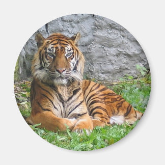 Tigerprint Magnet