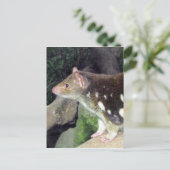 Tigerquoll gepunktet postkarte (Stehend Vorderseite)