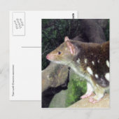 Tigerquoll gepunktet postkarte (Vorne/Hinten)