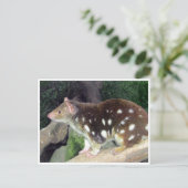 Tigerquoll Postkarte (Stehend Vorderseite)